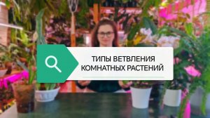 Типы ветвления комнатных растений