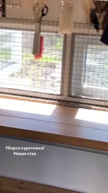 Уборка курятника. Новая стая в полном выпуске на моем ? смотреть онлайн