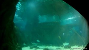 ОКЕАНАРИУМ В АДЛЕРЕ