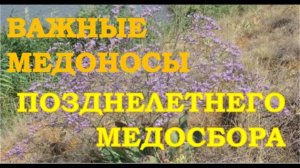 Как обеспечить пчёл медосбором в позднелетний и осенний период?