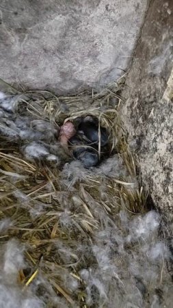 А унас появились малышастики😍в общей сложности 25 штук