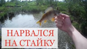Рыбалка на мормышинг. Нарвался на стаю окуней