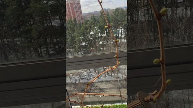 Виноград на балконе 12.04.2025