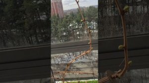 Виноград на балконе 12.04.2025