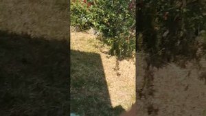 спрунки у меня в деревне! ищу спрунки