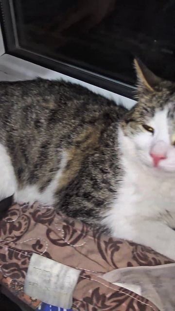 Наша любимая позиция – подоконник! 🪟🐾 смотреть онлайн