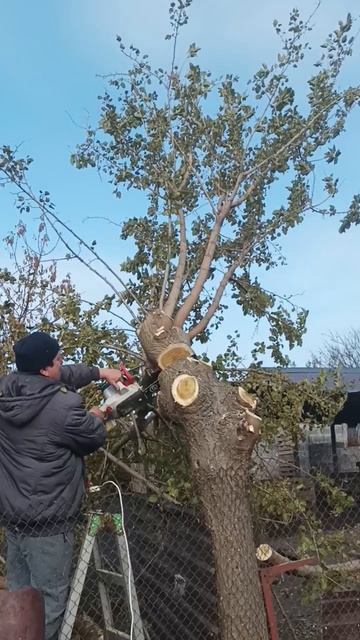 Пилим дерево. #реки #shorts смотреть онлайн