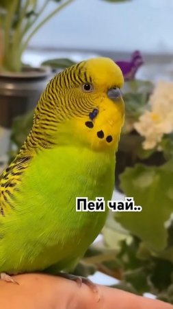 Пойдём пить чай?
