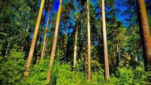 02-06-2025 Чудесный лес, окрестности города, Асбест, Средний Урал🌲👍🌿🌞🌼🏞️🌱🌲