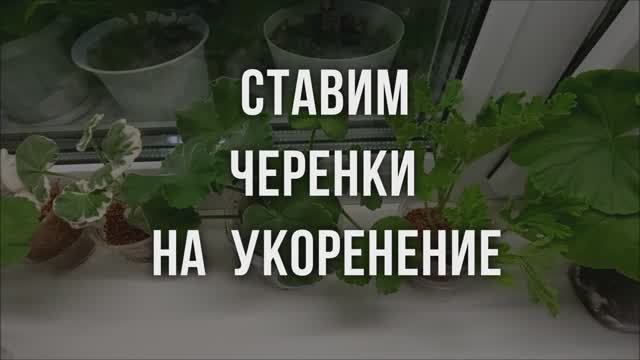 Ставим черенки на укоренение. Выпуск от 23.11.21