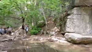 Бага и ромашки Байдарской долины. 31.05.25.