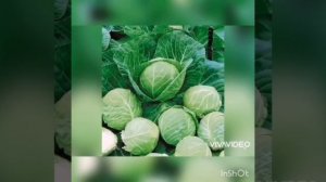 КАПУСТНАЯ ДИЕТА/ЗА 14 ДНЕЙ МИНУС 10КГ И ПЛОСКИЙ ЖИВОТИК