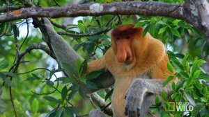 Proboscis Monkeys Jump Around | Paradise Islands