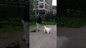 Милые дрессированные собачки с очаровательной хозяйкой