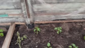 ПОСАДИЛА ПОМИДОРЫ🤗 27