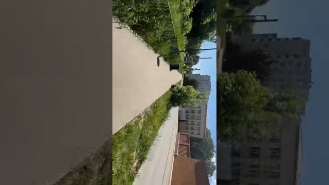 После Дождя: Лес Оживает! смотреть онлайн