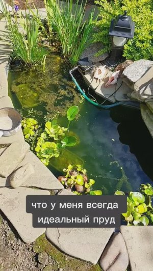 Чистка пруда. Пруд с водопадом и золотыми рыбками.mp4