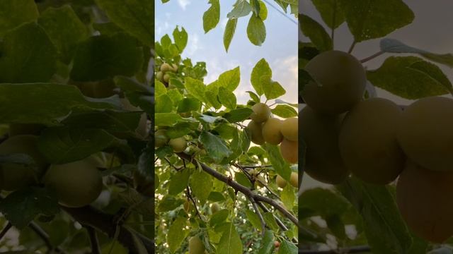 СНТ Энергия ст Юматово тихий уголок для отдыха с прия смотреть онлайн