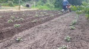 окучивание картошки