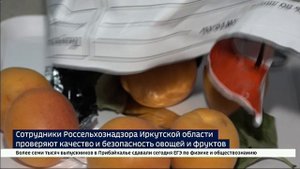Абрикос с грибком. Редкую бурую монилиозную гниль обнаружили на фруктах в Иркутской области