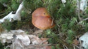 Губинские грибы