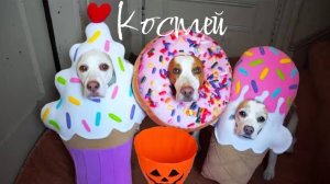 собачки выбирают себе прикольные костюмы