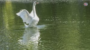 Очарование московского парка Горького и Голицынских прудов!