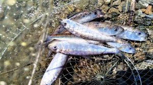 Выехал на разведку по ловле СЕЛЕДКИ в Астрахани.