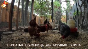 Куры несушки свободного выгула и их обычная куриная рутина – эпизод (392)