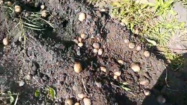 Картофелекопалка (От Бати) смотреть онлайн