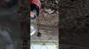 кидаем ментос в Колу (что-то пошло не так