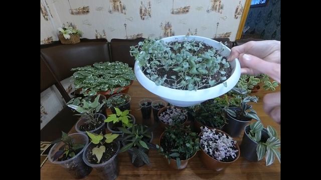 Ампельные растения для сада. Как сохранить и размножить зимой на новый  сезон Обзор моей коллекции.