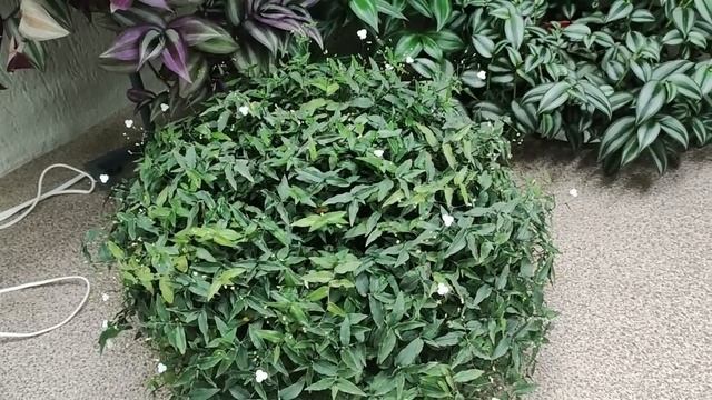 Зимнее содержание коллекции традесканций и каллизий. Причины сухих пятен на листьях. Как поливать.