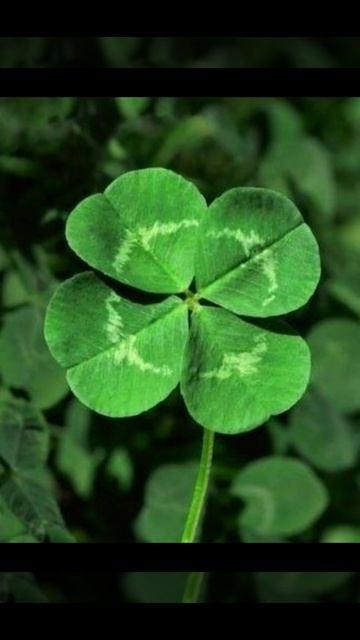 обои для телефона тема зелёный #shorts #рекомендации смотреть онлайн