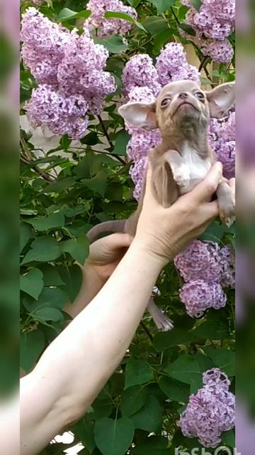 лиловая чихуахуа девочка