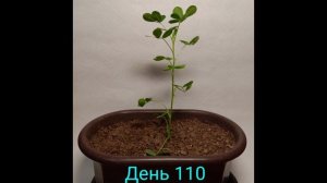 ВЫРАСТИЛ АРАХИС НА ПОДОКОННИКЕ!?