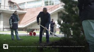 Украшаем кампус НЭТИ соснами