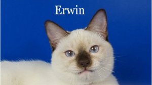 Тайский котик Erwin, шоколад-пойнт, 6 месяцев.
