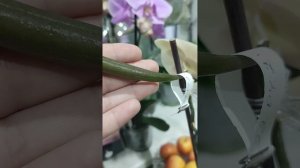 Семена орхидей своими руками. Мои семенные коробочки