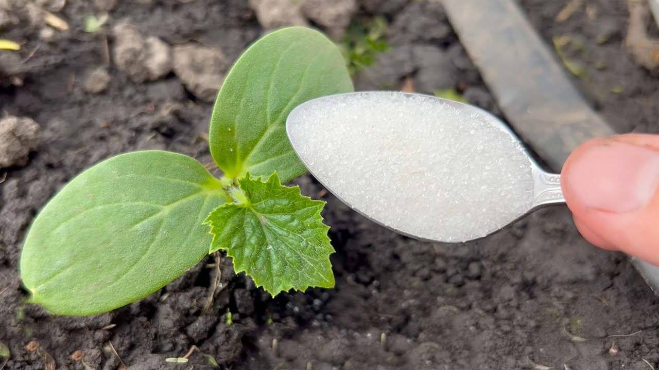 Как правильно подкормить огурцы, чтобы они начали расти и дали богатый урожай!