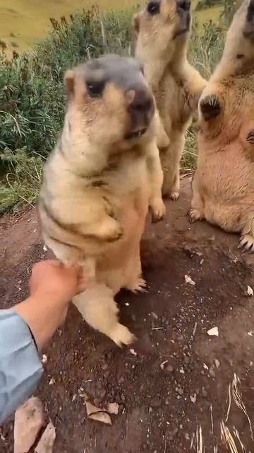 Мягкие подушки смотреть онлайн