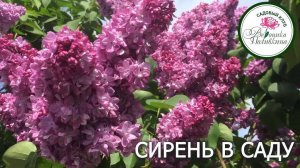 СИРЕНЬ В САДУ