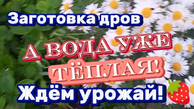Заготовка дров. А вода уже тёплая!  Ждем урожай ! Ёжик!