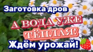 Заготовка дров. А вода уже тёплая!  Ждем урожай ! Ёжик!
