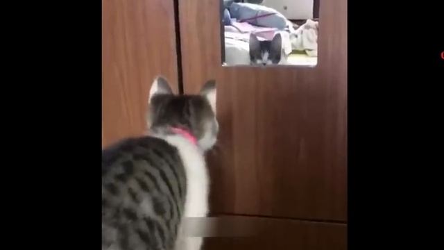 🍿 ПРИКОЛЫ С КОТАМИ! Самая смешная озвучка животных! РЖАКА ДО СЛЁЗ!