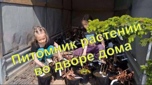 Питомник растений на Сахалине. Начинаем переезжать...