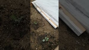 Обзор рассады Мегатон
