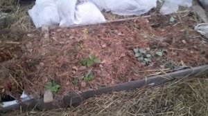 РАБОТА НАСМАРКУ, НАМОК УТЕПЛИТЕЛЬ. СТАВИМ СТРОПИЛЫ, ОГ