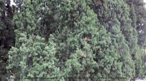 Это видео - как объятие тёплого летнего вечера! - Stay Down (Ride Your Wave) -- Tadz -- My Way, All