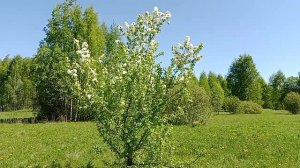 Лайфхаки для продуктивного и счастливого дня Блогмен55